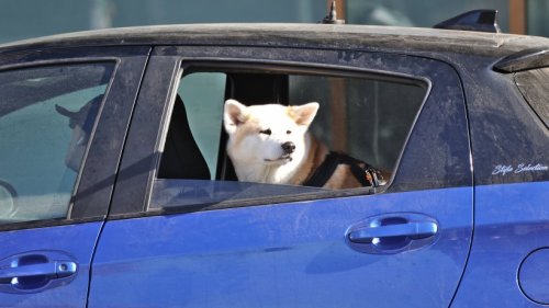 Hund öffnet während Fahrt Autotür – dann ist er tot