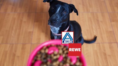 Aldi, Rewe und Co.: Stiftung Warentest prüft Hundefutter – das Ergebnis wird viele Halter erstaunen