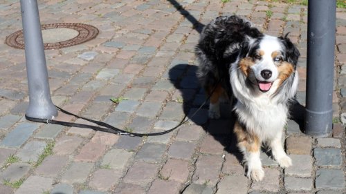 Hund in Duisburg grausam ausgesetzt – „Haustier ist Wegwerfartikel geworden“