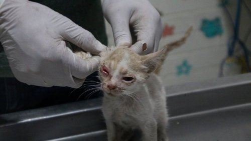 Tierheim in NRW: Mann gibt Baby-Katze ab, weil sie zu hässlich ist – Mitarbeiter fassungslos