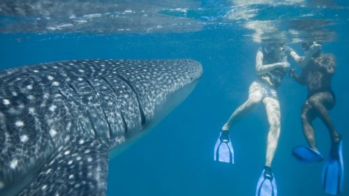 Urlaub in den USA: Studentin macht Instagram-Selfies im Meer – plötzlich taucht ein Hai auf!