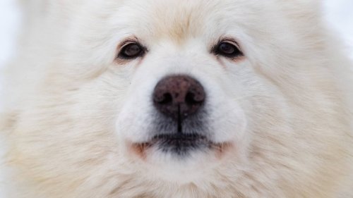 Hund in NRW: Unbekannter besprüht Vierbeiner mit Säure – Halter sind fassungslos! „Unglaublich“