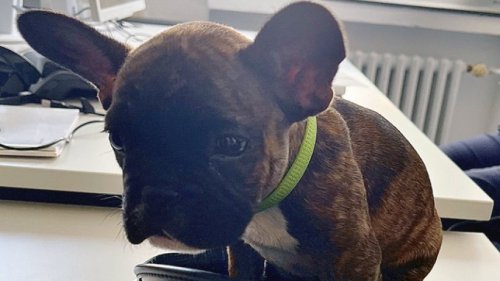 Hund in Bochum: Welpe „Pablo“ kehrt nach Odyssee zu Besitzern zurück – dann der nächste Schock