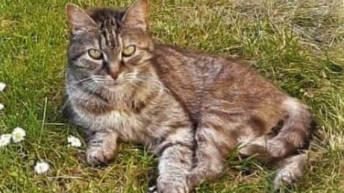 Oberhausen: Hilferuf! DARUM muss diese Katze dringend gefunden werden