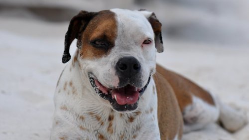 Hund: Mann droht Polizei mit Pitbull-Attacke – doch es kommt ganz anders