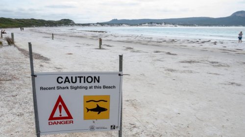 Urlaub am Strand: Mann von Hai getötet – Strandbesucher müssen brutale Attacke mit ansehen