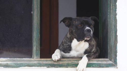 Hund rettet Kinder vor großer Gefahr – und bezahlt dafür mit seinem eigenen Leben