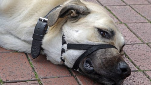 Hund greift Halterin an und beißt zu – Polizei greift zu drastischen Mitteln
