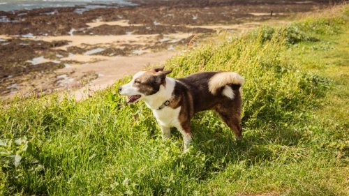 Hund: Mini-Vierbeiner stellt Tierfreunde vor Rätsel – DAS steckt hinter dem ungewöhnlichen Foto