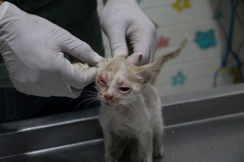 Tierheim in NRW: Mann gibt Baby-Katze ab – der Grund ist abscheulich