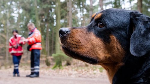 Hund rettete auf Sylt zahlreiche Menschen – jetzt kommt diese herzzerreißende Nachricht