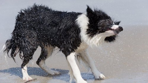 Hund geht bei Yacht-Ausflug über Bord – er muss um sein Leben schwimmen