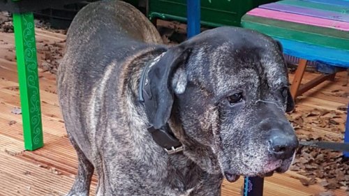 Hund im Ruhrgebiet: Walter hat es schlimm erwischt – „Er versteht die Welt nicht mehr“