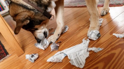 Lotto: Hund zerbeißt Tippschein – als Besitzer die Fetzen zusammensetzen, kommt DAS heraus