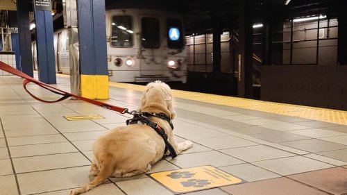 Hund: Schock-Szene! Vierbeiner springt auf Bahngleis – dann rauscht ein ICE heran