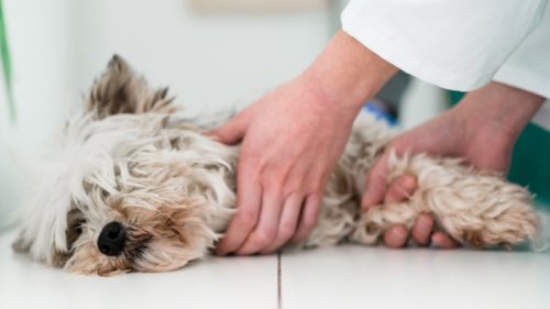 Hund: Halter wegen Virus in großer Sorge – es kann für Vierbeiner tödlich sein