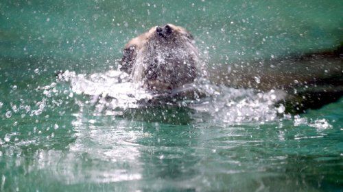 Zoo Duisburg: Irre Szenen im Gehege! Tierpfleger springen plötzlich in Wasserbecken