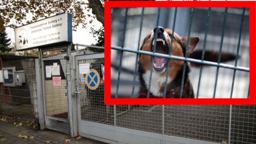 Tierheim Duisburg: Eklat? Video schockt Hunde-Freunde – „Finde das absolut widerlich“
