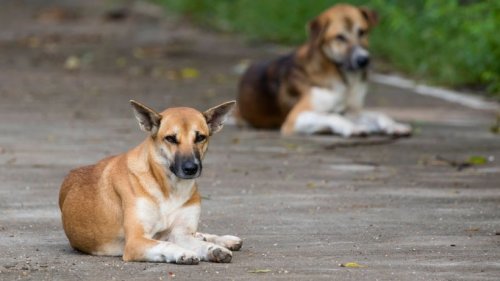 Hund: Stiftung Warentest untersucht bekannte Futter-Sorten – und macht erschreckende Entdeckung