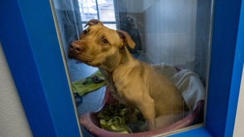 Hund in NRW von Polizei im Tierheim abgeliefert – beim Anblick von „Nemo“ müssen die Mitarbeiter schlucken