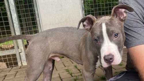 Hund in NRW bricht sich das Bein – entsetzlich, wie seine Besitzer reagieren