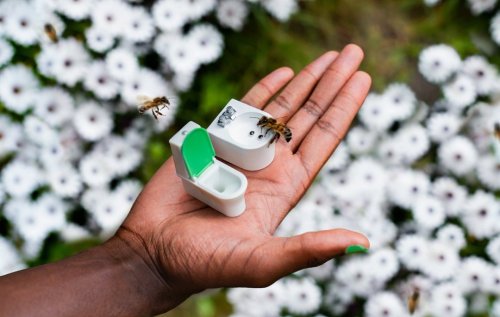 A Bee-Sized Toilet & Bidet For Winged Guests With Buzzing Bladders
