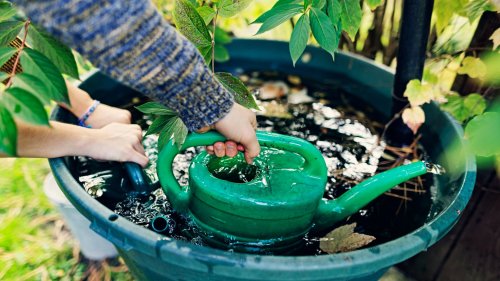 Kostenlose Gartenbewässerung: So fängst du Regenwasser richtig auf