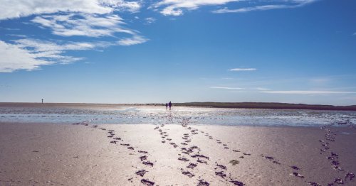 Petersmännchen: Giftfisch im Sand sticht Urlauber an der Nordsee
