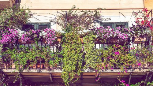 Dschungel-Vibes: Diese Kletterpflanzen sind perfekt für deinen Balkon
