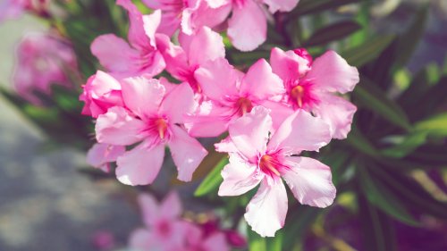 Dein Oleander blüht nicht? Woran das liegen kann (und wie du es änderst)
