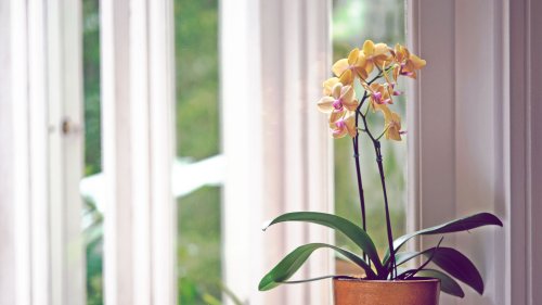 Diese Obstsorte sorgt für mehr Blüten an deinen Orchideen