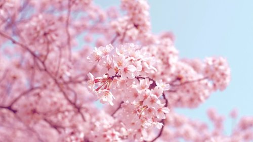 Erste Frühlingsgefühle: Die schönsten Parfums, die uns in die Kirschgärten Japans entführen