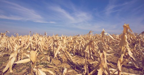 Bauernverband warnt vor 40 Prozent Ernteverlust & Preissteigerungen