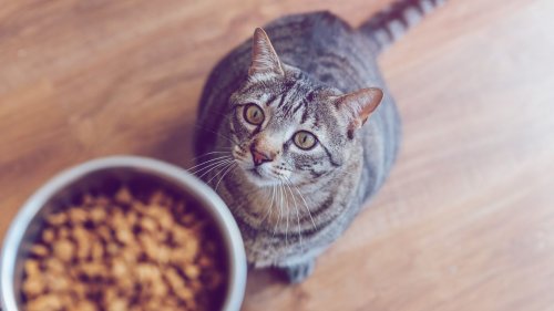 Welches Katzenfutter ist das beste? Öko-Test empfiehlt diese Produkte