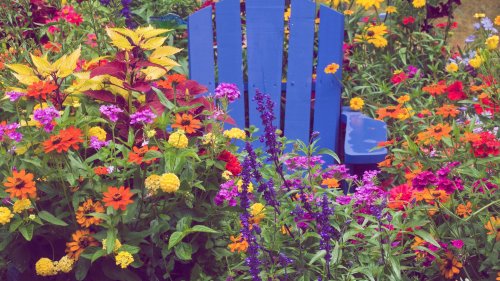 Diese 7 Sommerblumen solltest du jetzt im März ansäen