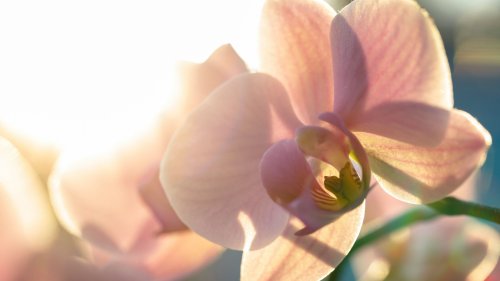 Die 10 verführerischsten Orchideen-Düfte, die den Frühling für dich jetzt schon einläuten