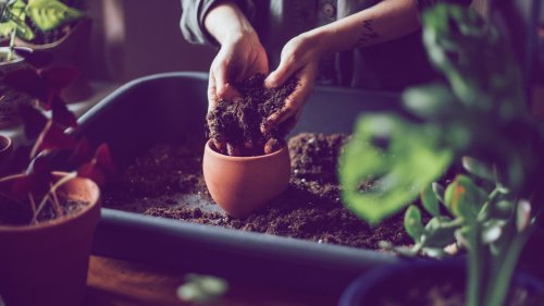 Welche Blumenerde ist die beste? Stiftung Warentest kürt diese zu den Testsiegern