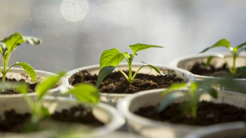Hol dir das Lidl-Mini-Gewächshaus, das alle Gartenliebhaber schwärmen lässt