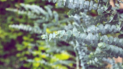 Eukalyptus auf dem Balkon: Mit diesen Tricks wächst die Trend-Pflanze wunderschön