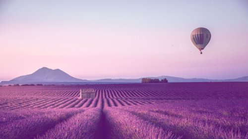 5 traumhafte Parfums mit Lavendel, die dich in die Provence entführen