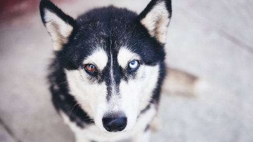 An diesen Anzeichen erkennst du, dass dein Hund jemanden nicht mag