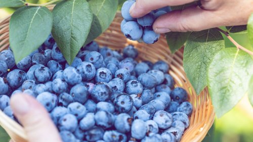 Wie du Blaubeeren jetzt auf deinem Balkon anpflanzen musst, damit du sie noch dieses Jahr ernten kannst