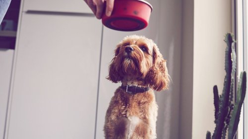 Welches Hundefutter ist das beste? Überraschende Ergebnisse von Öko-Test