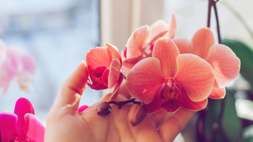 Im Mai blühen Orchideen besonders schön: Dieses Hausmittel aus der Küche sorgt für die Extra-Blütenpracht!