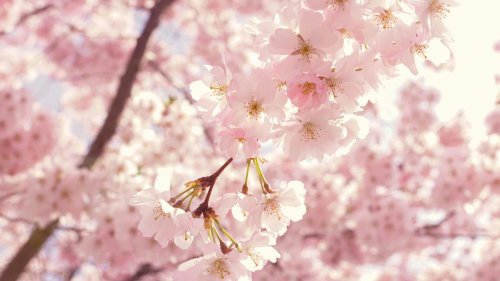 Voller Energie in den Frühling: 5 Sternzeichen starten erfolgreich im April durch