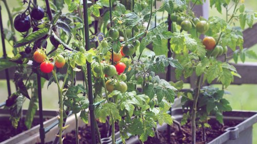 Mit diesen Düngemitteln schmecken deine Früchte und dein Gemüse besonders aromatisch