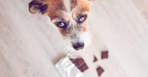 Zwiebeln, Xylit, Avocados: Was dürfen Hunde nicht essen?