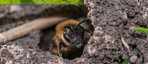 Mission Energiewende | Stadt-Bienen – Weg mit dem Rasen! | detektor.fm – Das Podcast-Radio