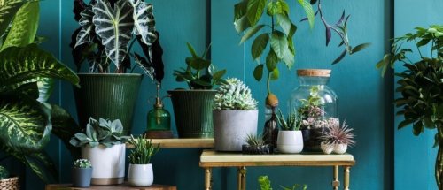 Mission Energiewende | Zimmerpflanzen – Wie nachhaltig sind unsere Zimmerpflanzen? | detektor.fm – Das Podcast-Radio