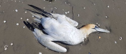 Zurück zum Thema | Vogelgrippe – Wie bedroht sind die Vögel im Wattenmeer? | detektor.fm – Das Podcast-Radio